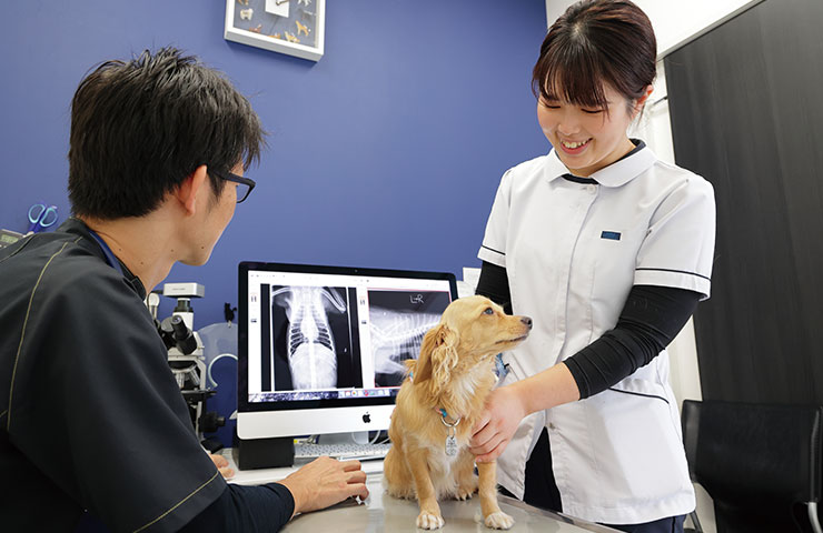 愛玩動物看護師